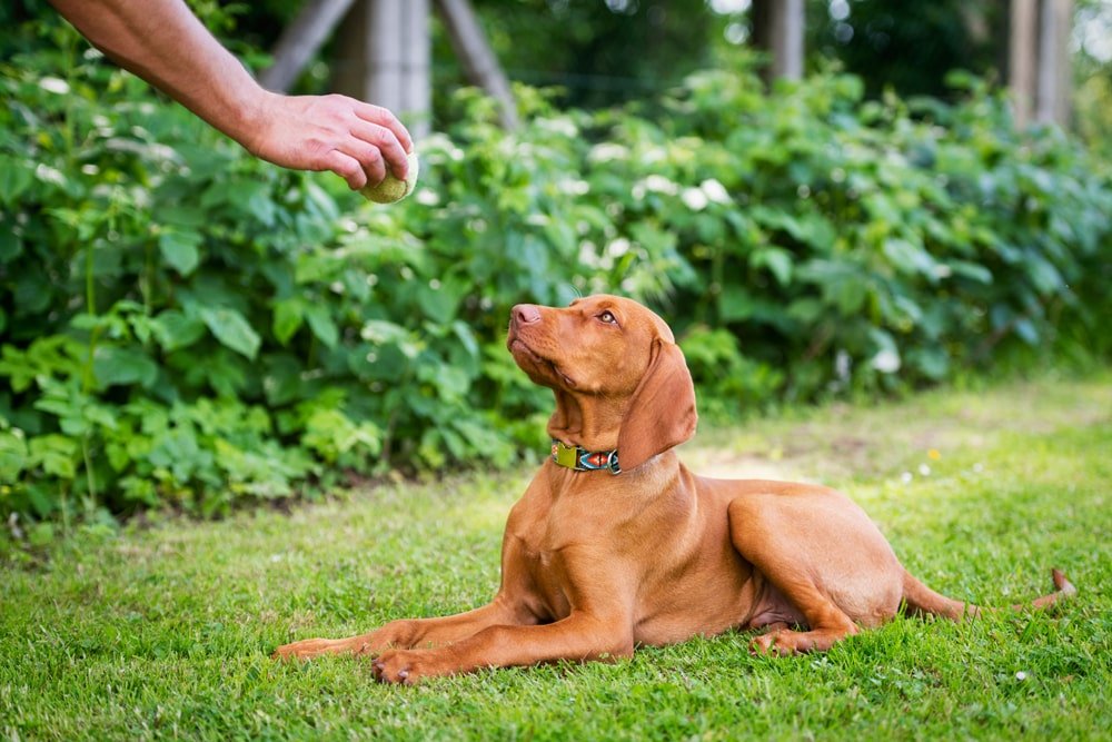 training dog